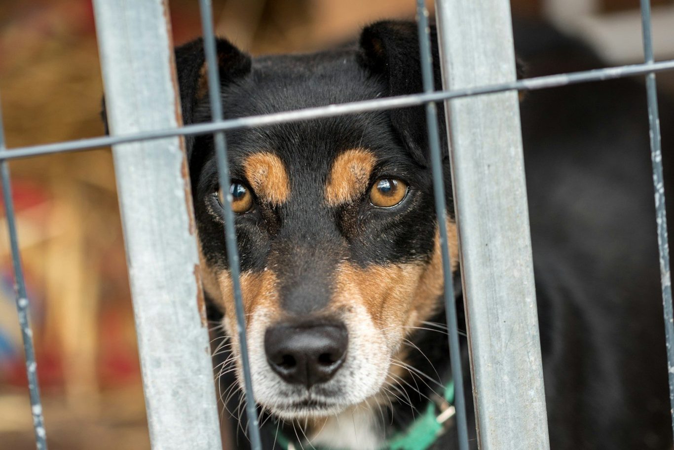 Destitute dog needing care Close-up of a black and tan dog looking through a metal cage.
